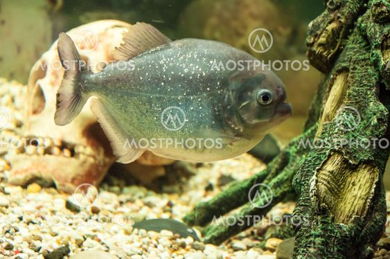 Piranha or Serrasalminae