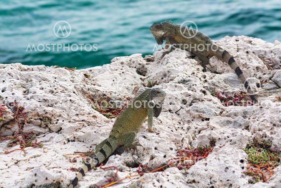 Green iguana