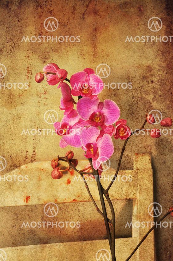 Pink orchid