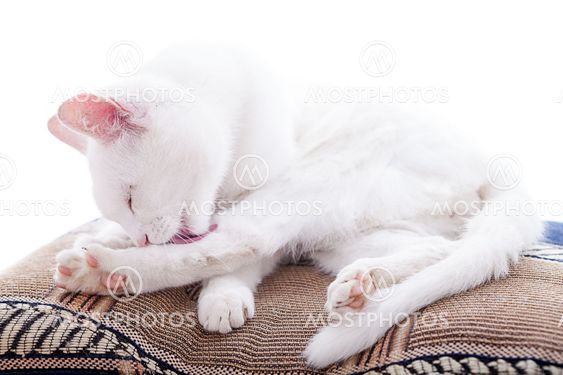 White cat on a white background