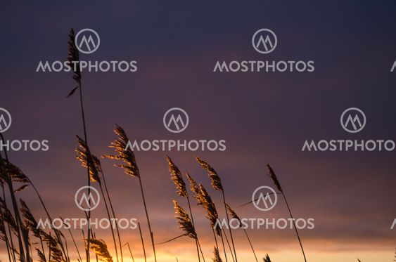 Sunlit reeds by sunset
