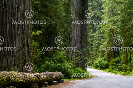 Redwood National Forest