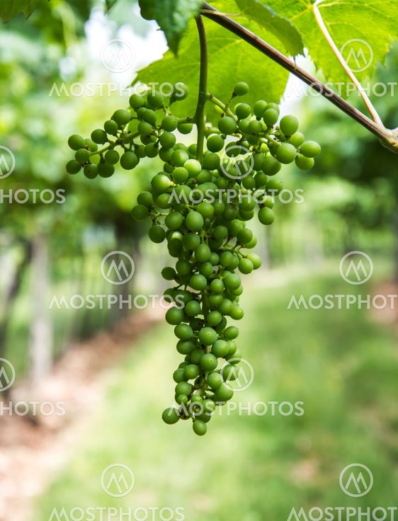 Growing grapes