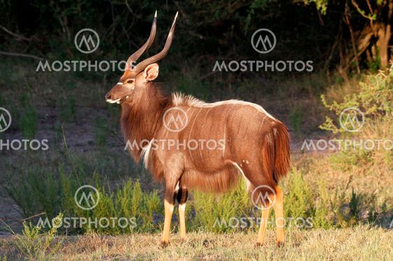 Nyala bull in setting sun