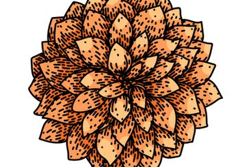 bloom dahlia sketch hand drawn vector