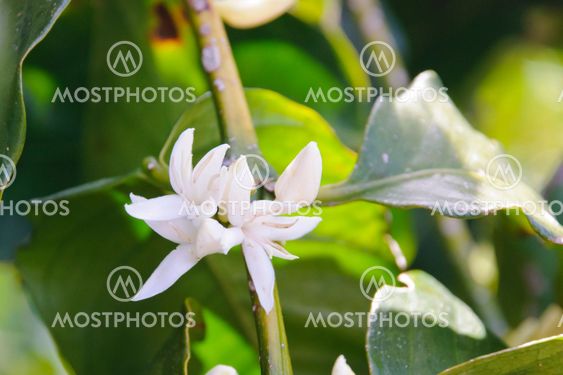 Coffe flower