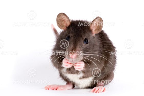 Rat