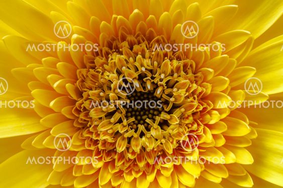 Closeup view of yellow gerbera