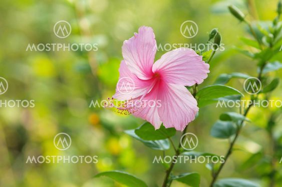 Vivid pink hibicus is blooming