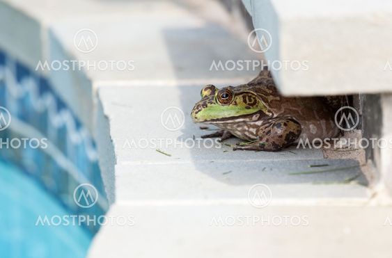 Bullfrog på under kant af pool