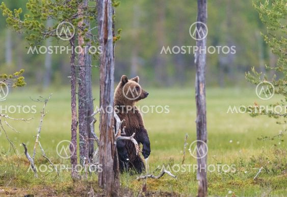 Brown bear, Ursus arctos