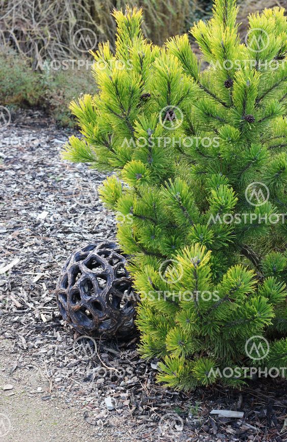 Still life with coniferous tree and decoration