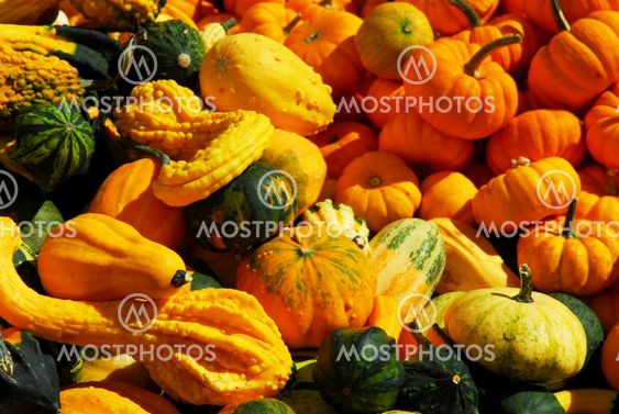 Pumpkins and gourds