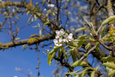 a pear blooming in May against a blue sky