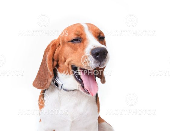 Beagle hund på hvid baggrund