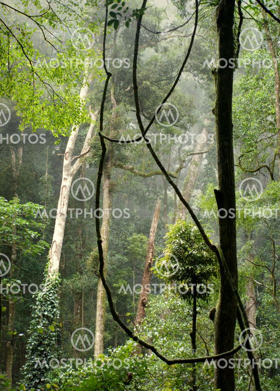 Australian Rainforest Bunya Mountains Queensland