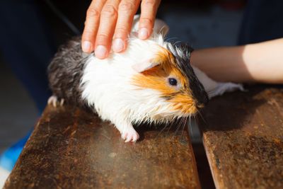 selective focus on white, black, orange brown guinea pig...