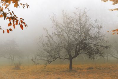 Tree in a fog.