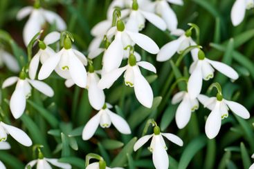 Background, botany and growth with flowers in garden for...