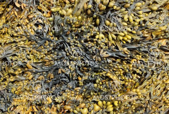 Lots of seaweed close up.