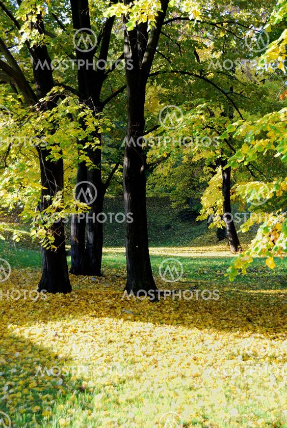 Autumn morning