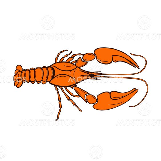 crawfish оранж