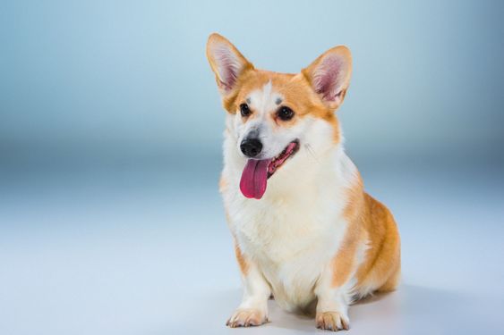 The welsh corgi pembroke sitting on a gray background