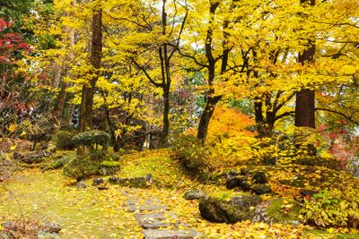 Autumn forest and walking path on mountain