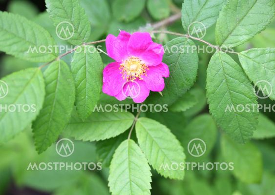 Wild rose Bush