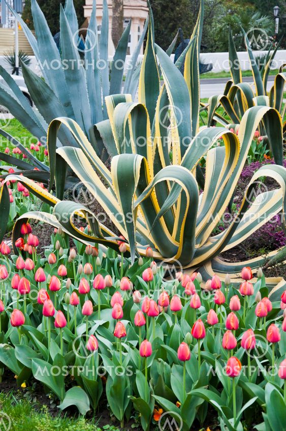 tulip in flower field