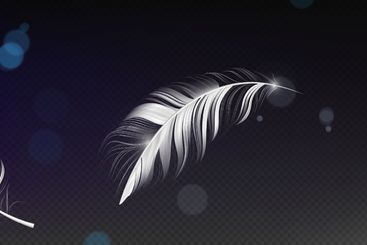 Falling 3d feather collection
