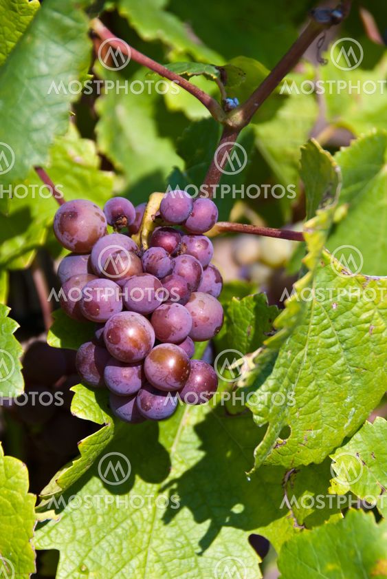 Red grapes