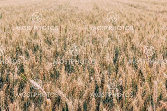 Beautiful wheat field in the summer