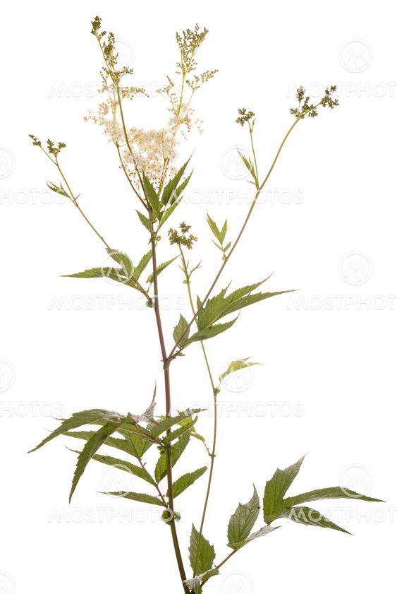 filipendula