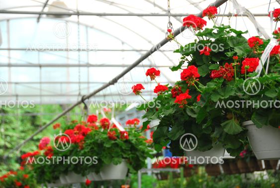 Greenhouse
