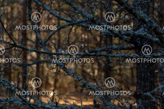 Old tree branch covered with moss in the forest....