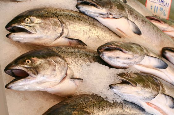 several dead salmon at pike's