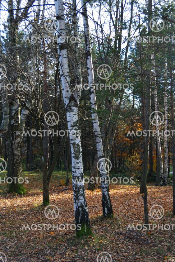 Autumn in forest