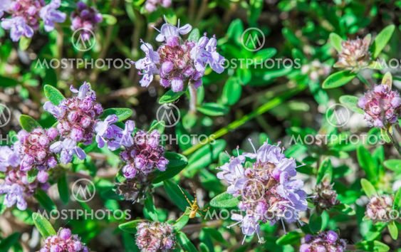 Flower thyme in the nature