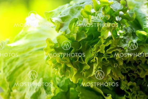 texture of green lettuce