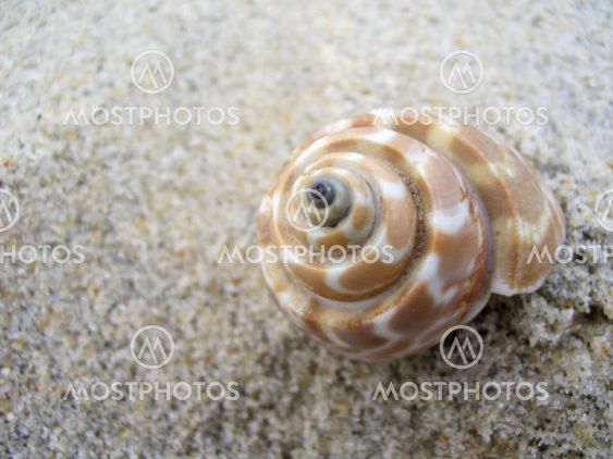 Beige and white sea shell