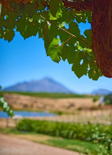 Farm, outdoor and vineyard with growth in nature,...