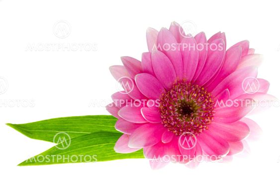 Pink gerbera daisy on white