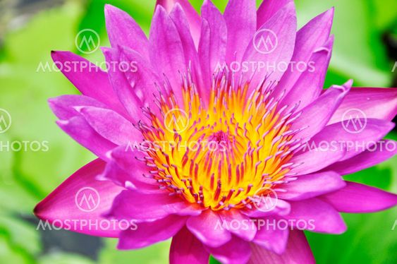 Pink lotus flower