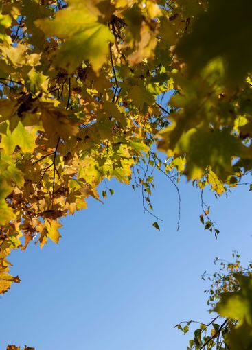 yellow maple foliage on branches in sunny autumn weather