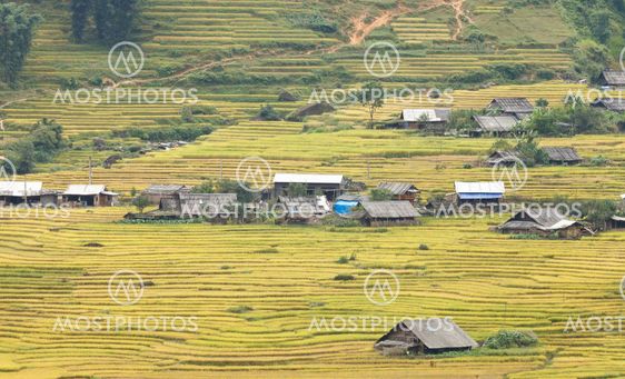 Rice terraces in the mountains
