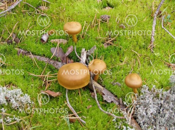 mushroom