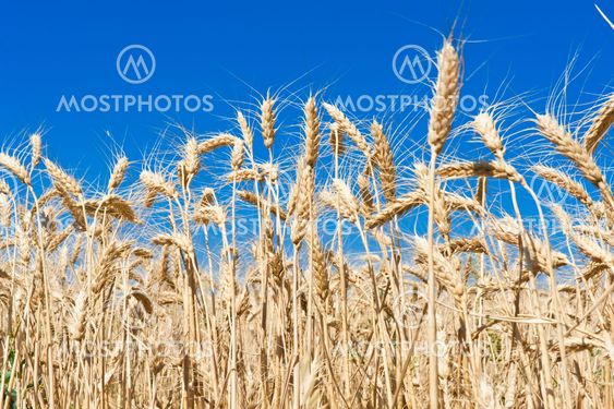 Wheat field