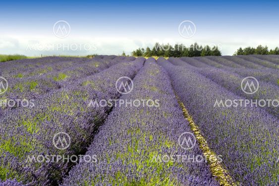 lavender