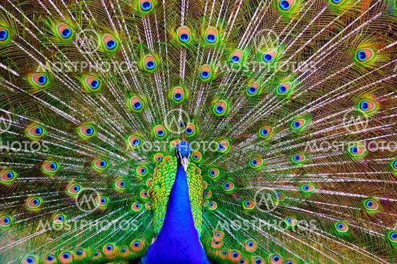 Peacock